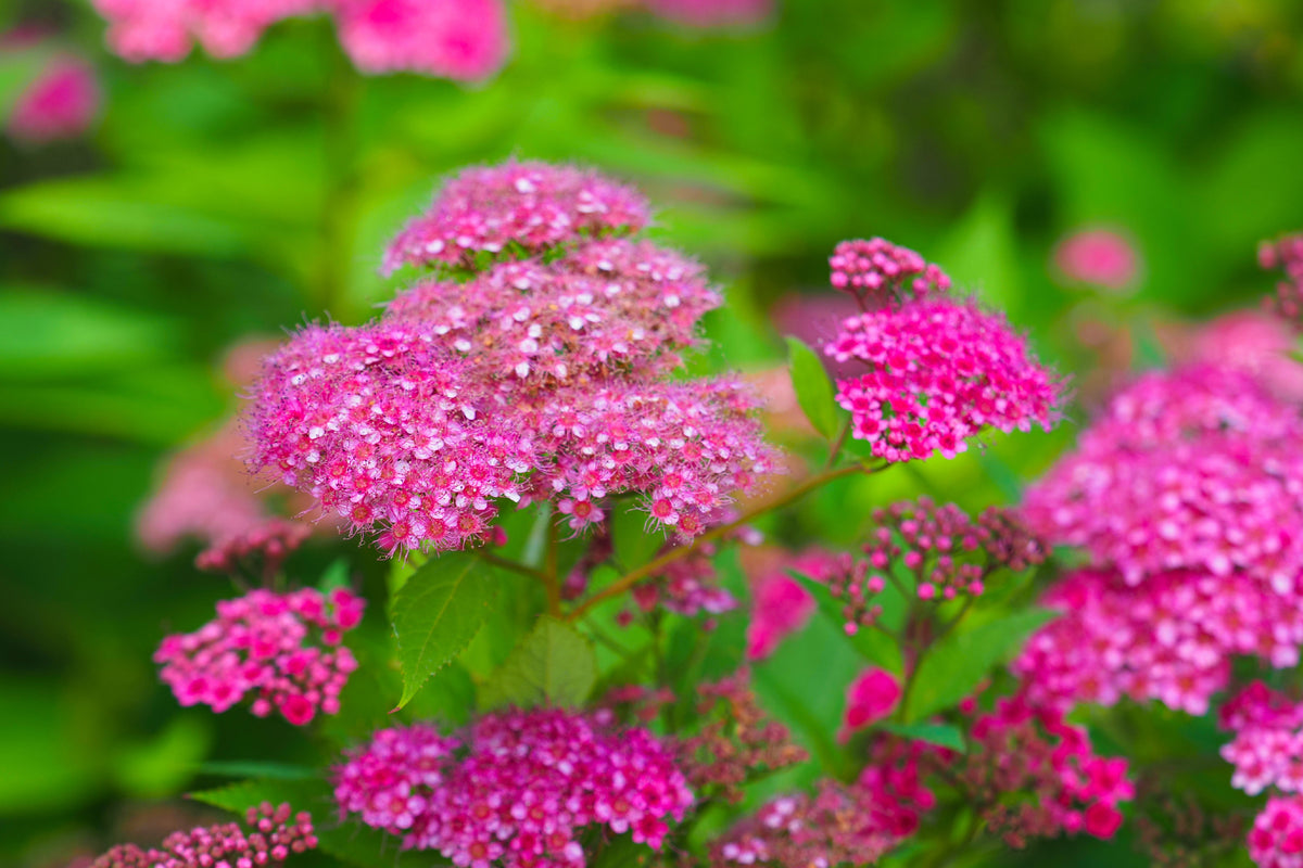 Spiraea japonica 'Anthony Waterer', 10-pack