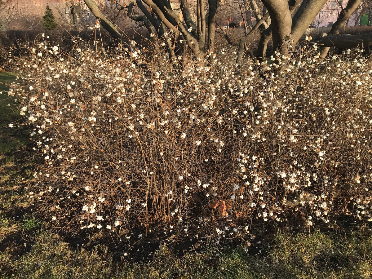 Symphoricarpos albus, 10-pack