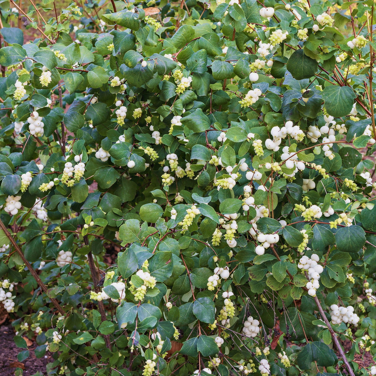 Symphoricarpos albus, 10-pack