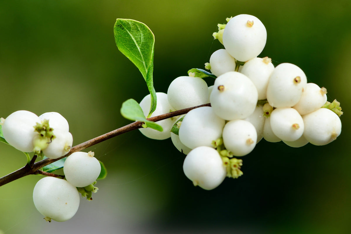 Symphoricarpos albus, 5-pack