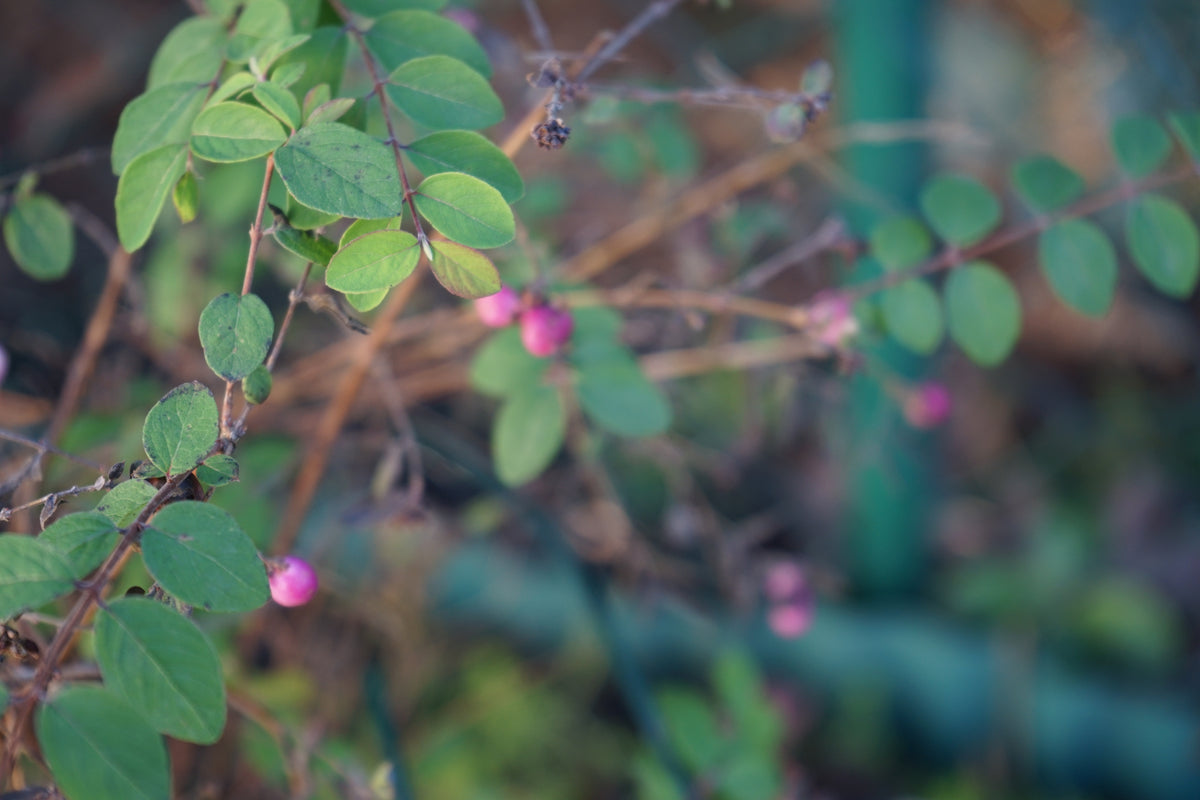 Symphoricarpos ? doorenbosii 'Magic Berry', 1-pack