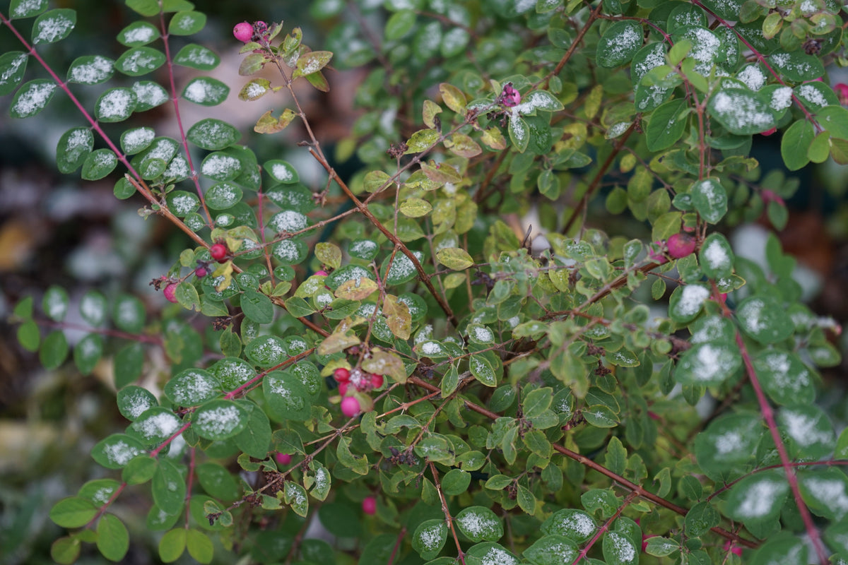 Symphoricarpos ? doorenbosii 'Magic Berry', 1-pack