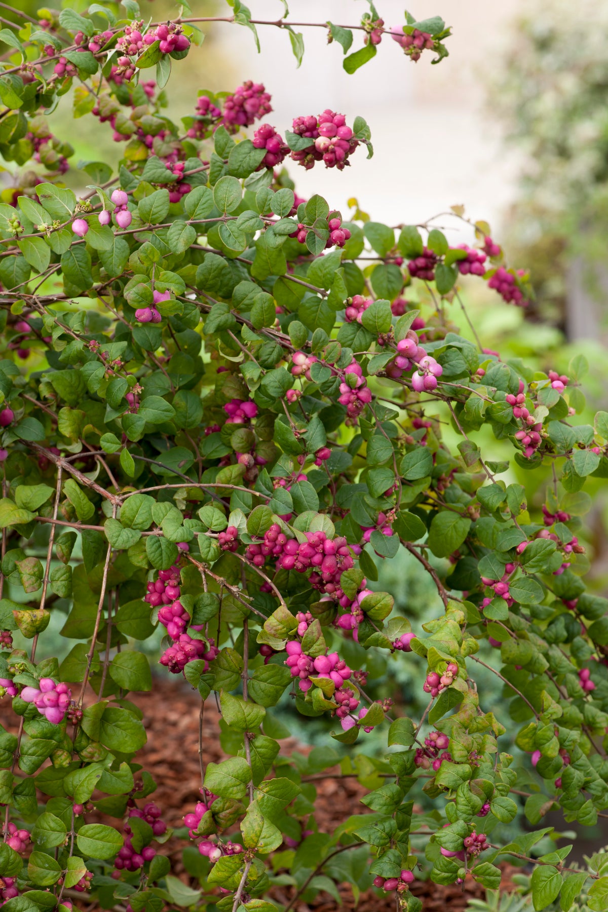 Symphoricarpos ? doorenbosii 'Magic Berry', 10-pack