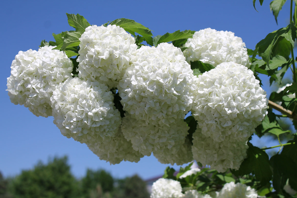 Viburnum opulus 'Roseum', 3-pack