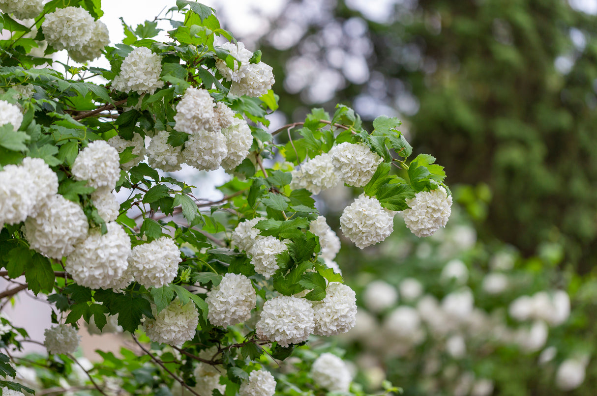 Viburnum opulus 'Roseum', 1-pack