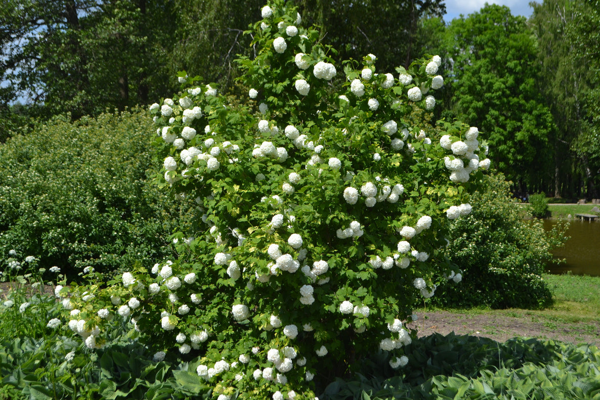 Viburnum opulus 'Roseum', 3-pack