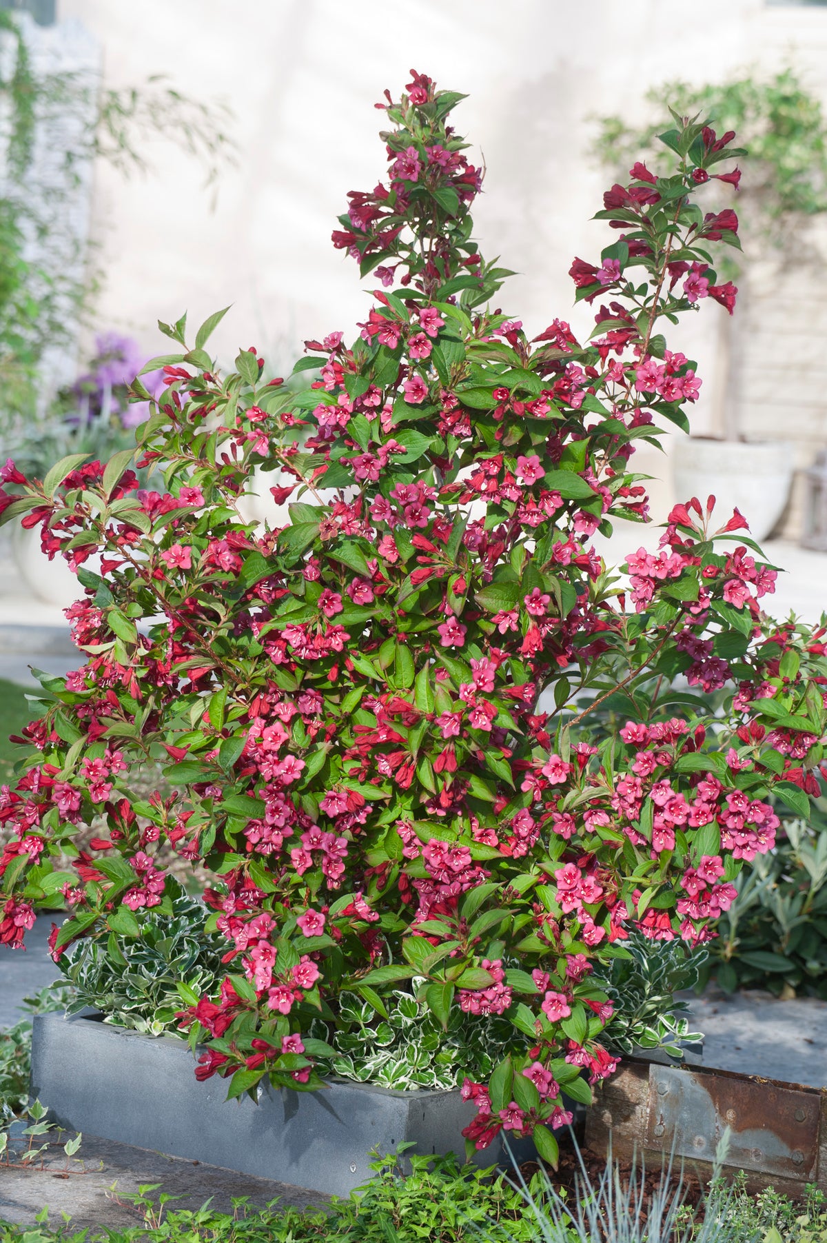 Weigela 'Bristol Ruby', 1-pack