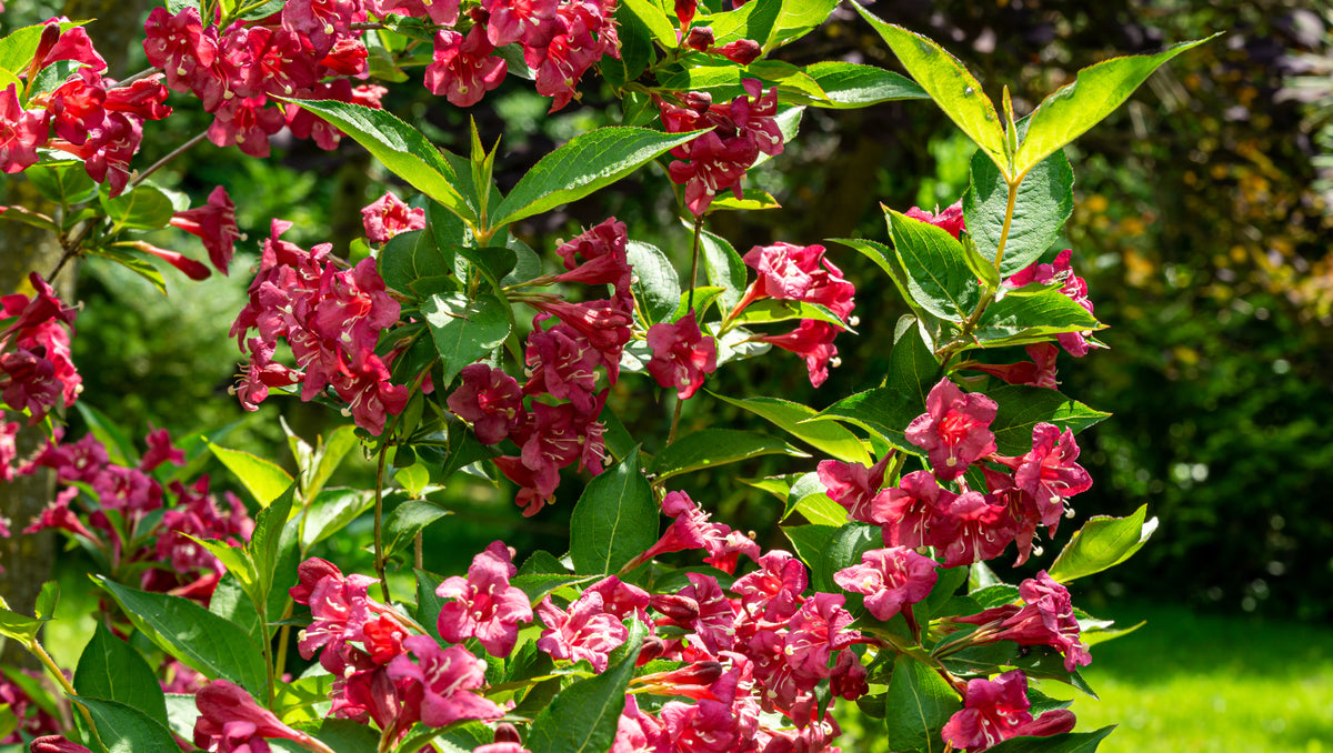 Weigela 'Bristol Ruby', 1-pack