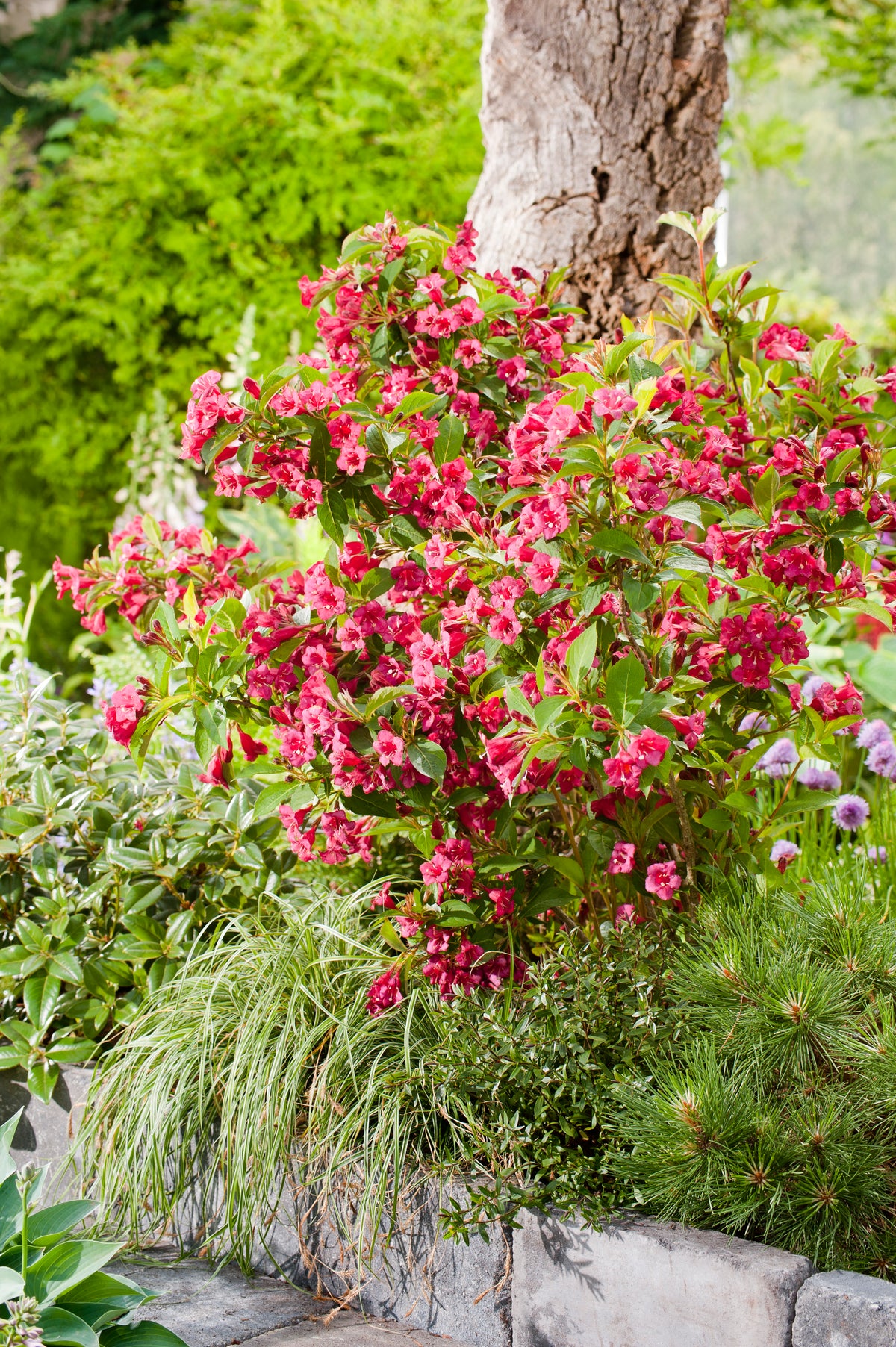 Weigela 'Bristol Ruby', 10-pack