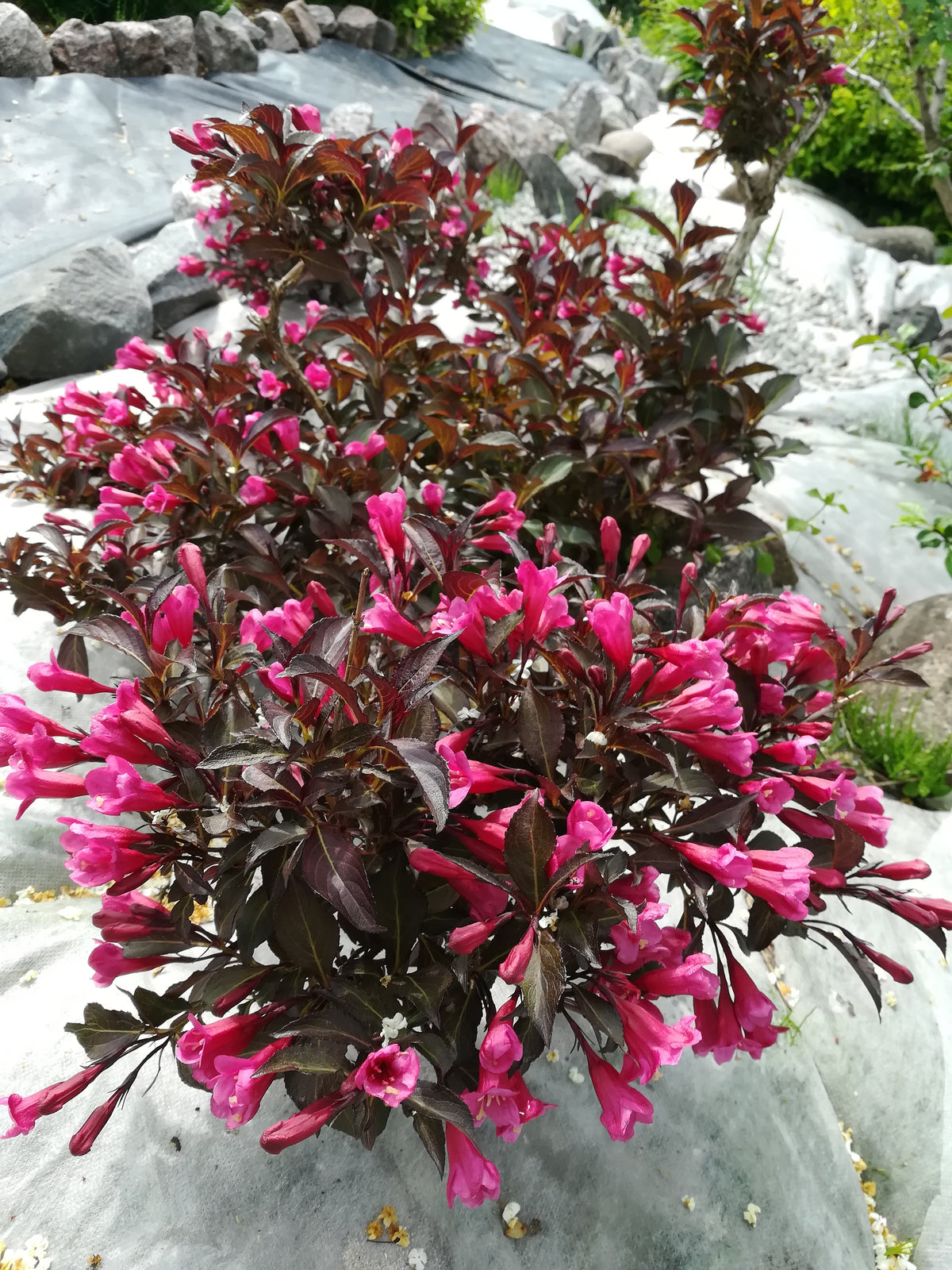 Weigela florida 'Alexandra', 1-pack
