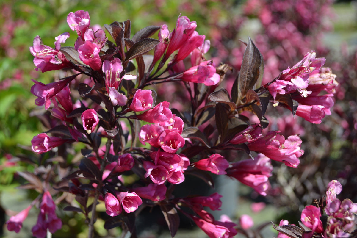 Weigela florida 'Alexandra', 1-pack