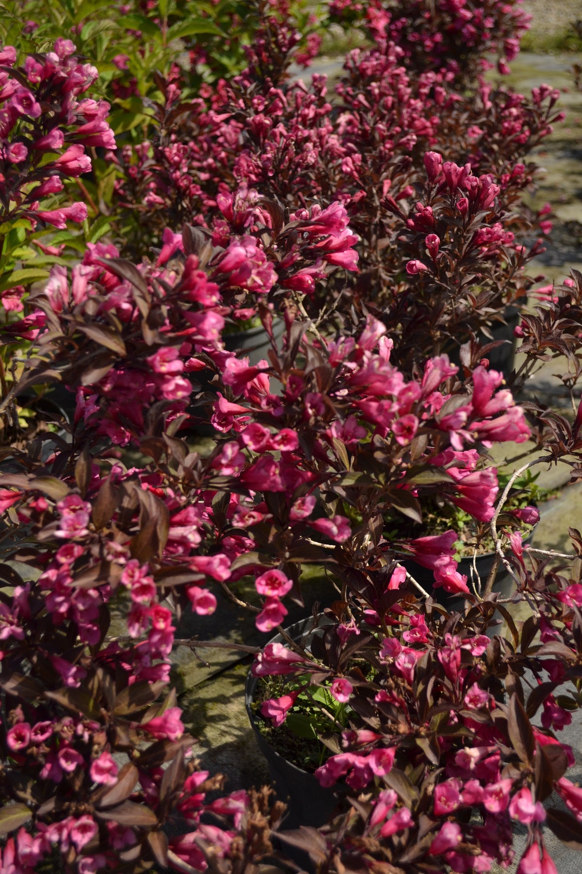 Weigela florida 'Alexandra', 10-pack