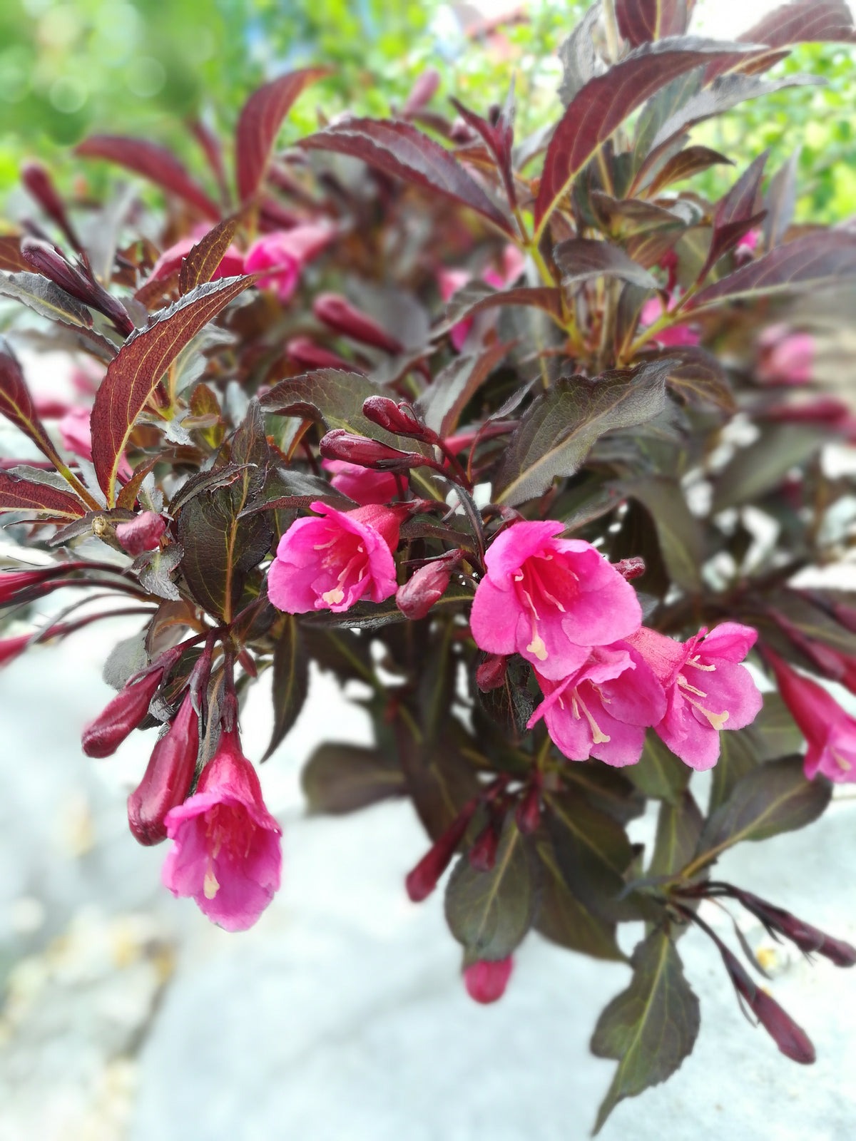 Weigela florida 'Alexandra', 10-pack