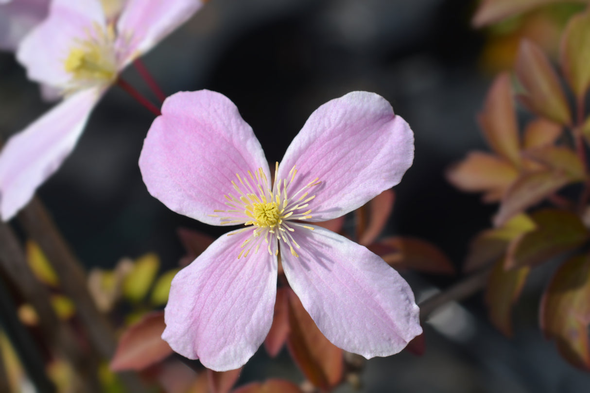 Klematis 'Fragrant Spring' 3-pack