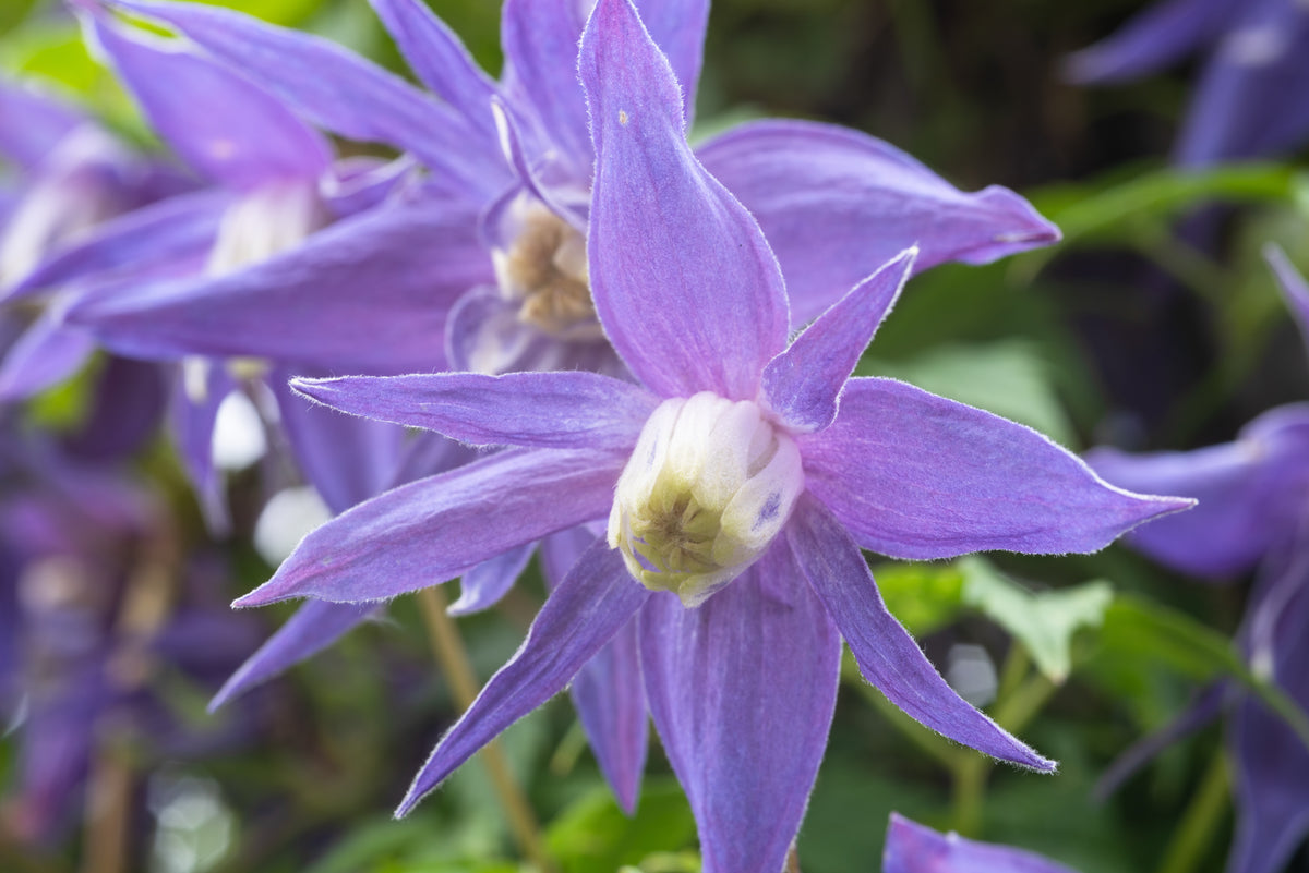 Clematis alpina, 3-pack