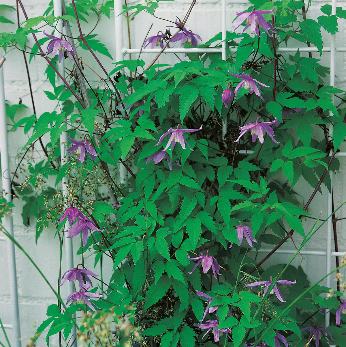 Clematis alpina, 5-pack