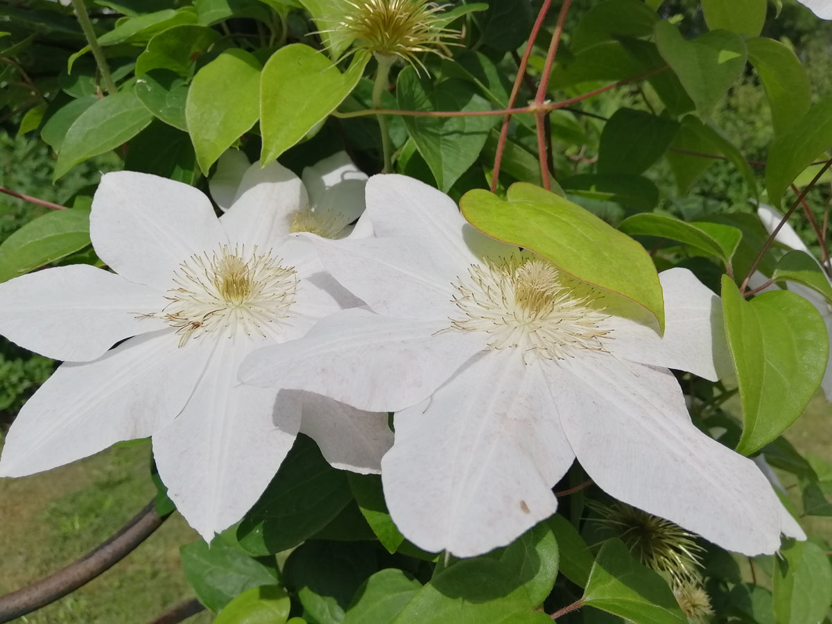 Clematis 'Mevrouw Le Coultre', 5-pack