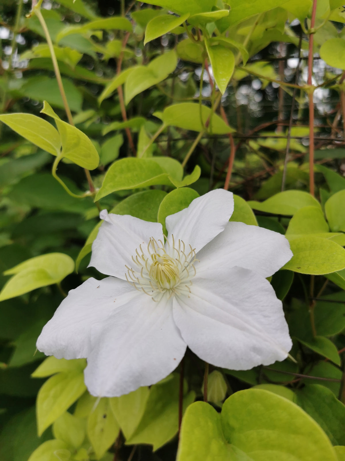 Clematis 'Mevrouw Le Coultre', 5-pack