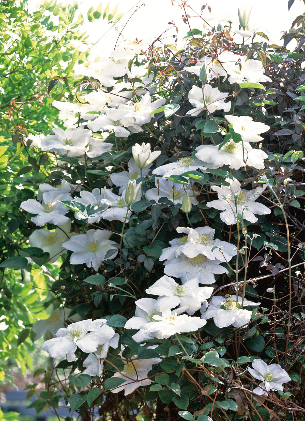 Clematis 'Mevrouw Le Coultre', 5-pack