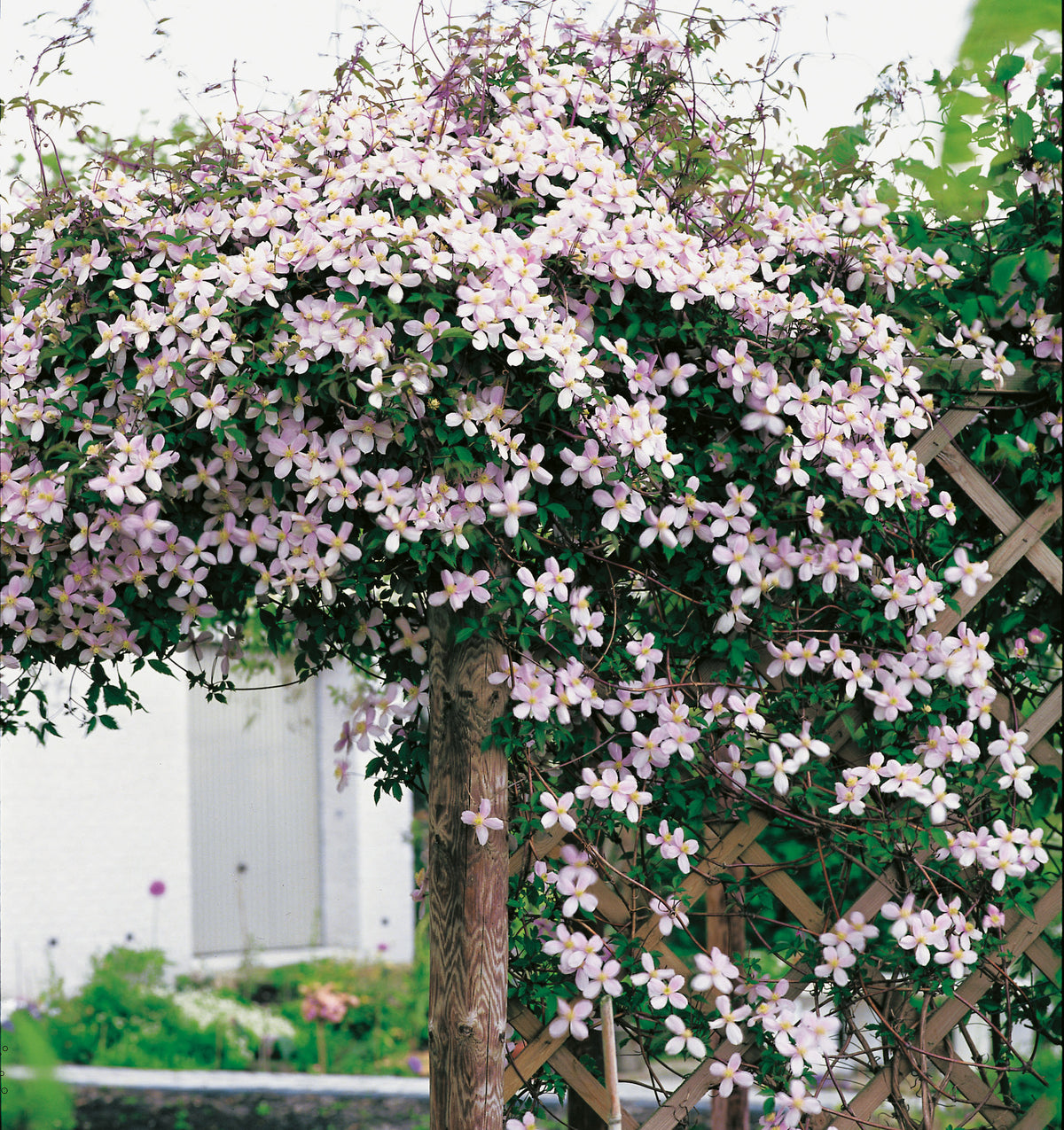 Clematis montana var. rubens, 5-pack