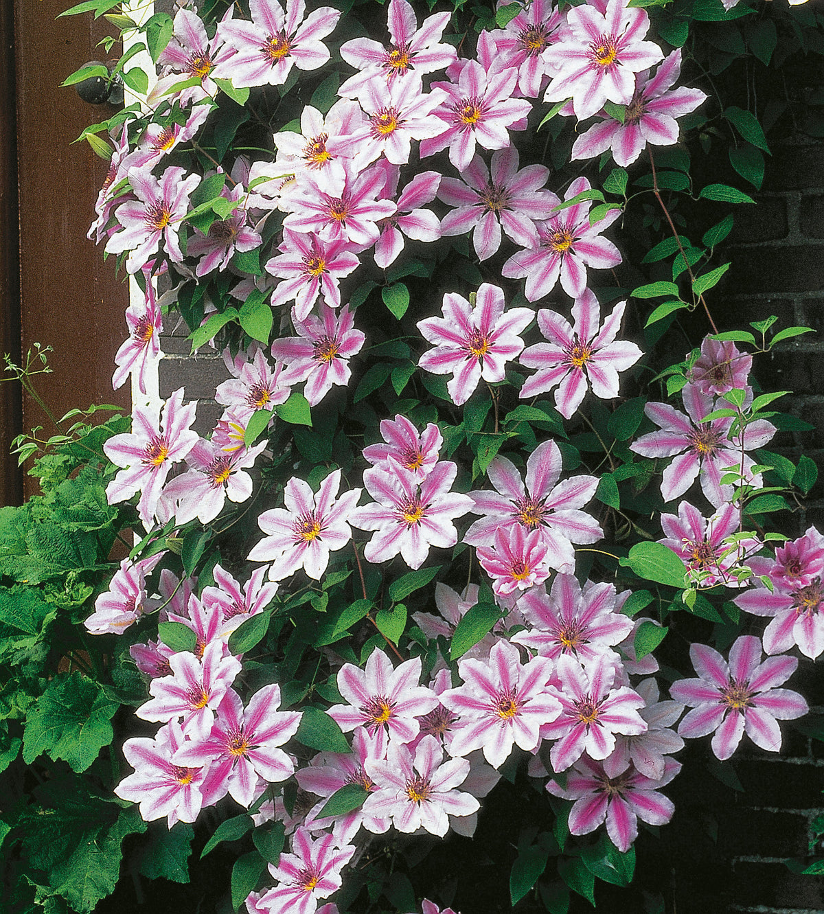 Klematis 'Nelly Moser' 5-pack