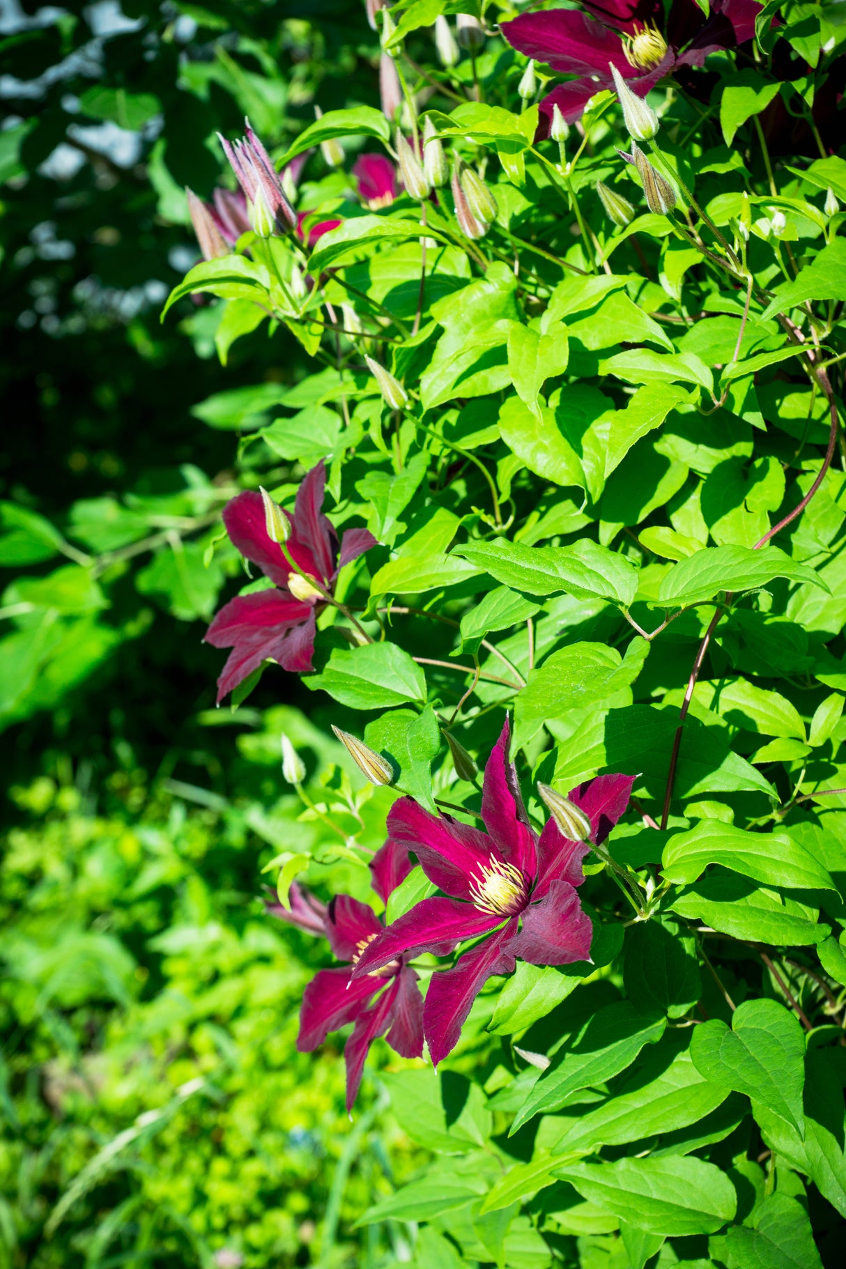 Klematis 'Niobe' 1-pack