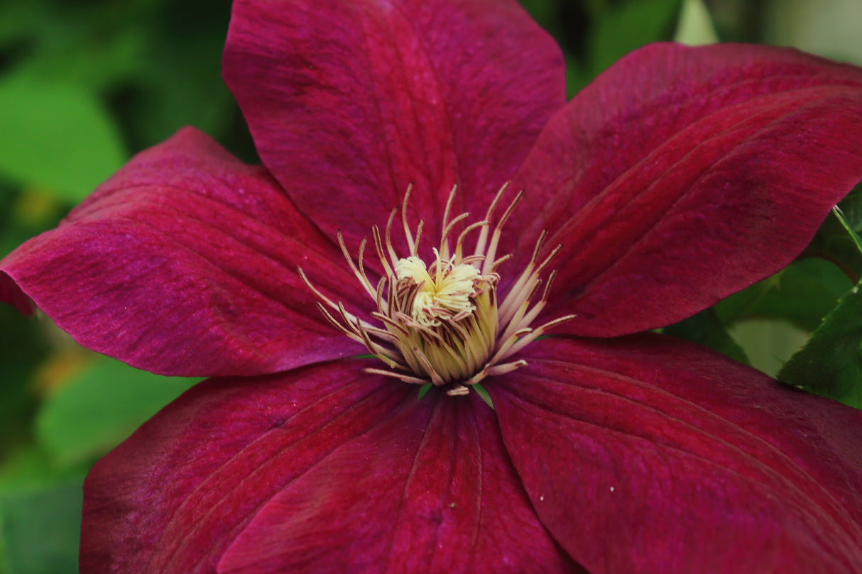 Klematis 'Niobe' 5-pack