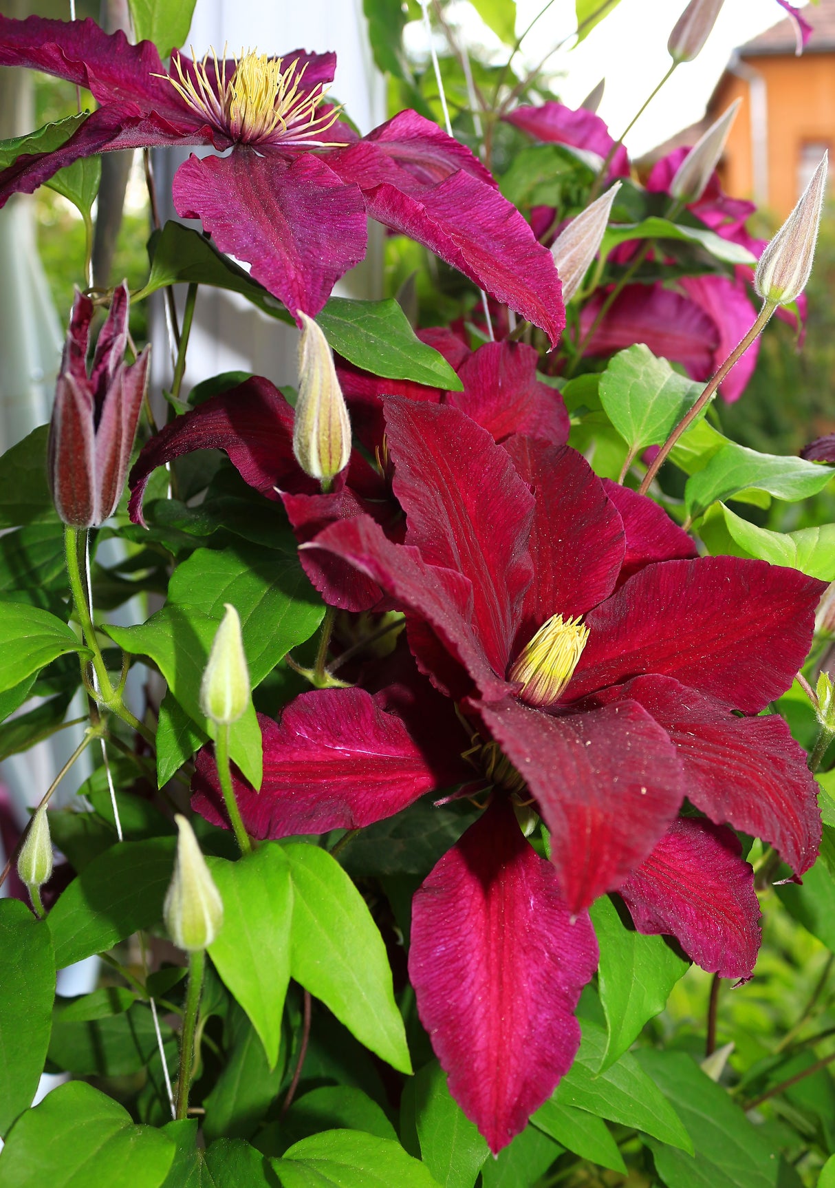 Klematis 'Niobe' 3-pack