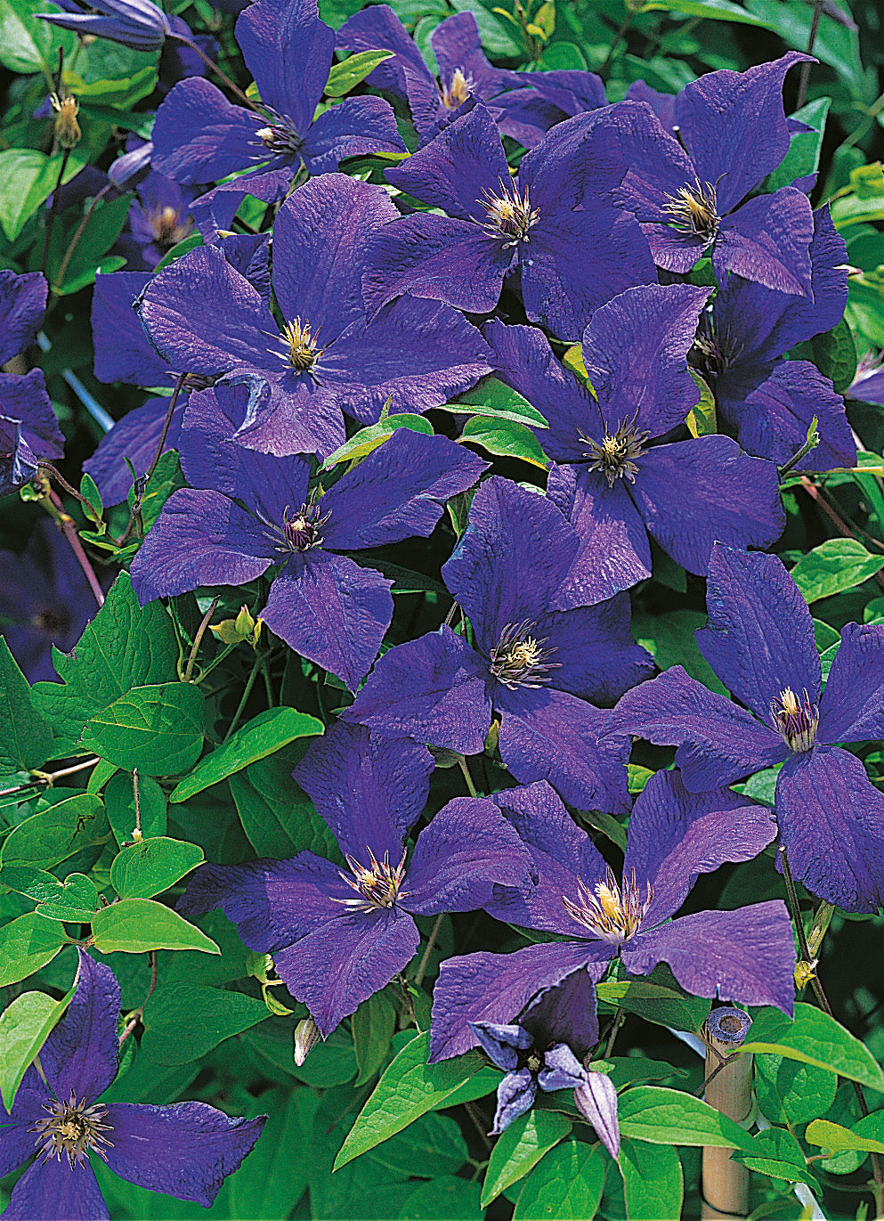 Clematis 'Polish Spirit', 5-pack