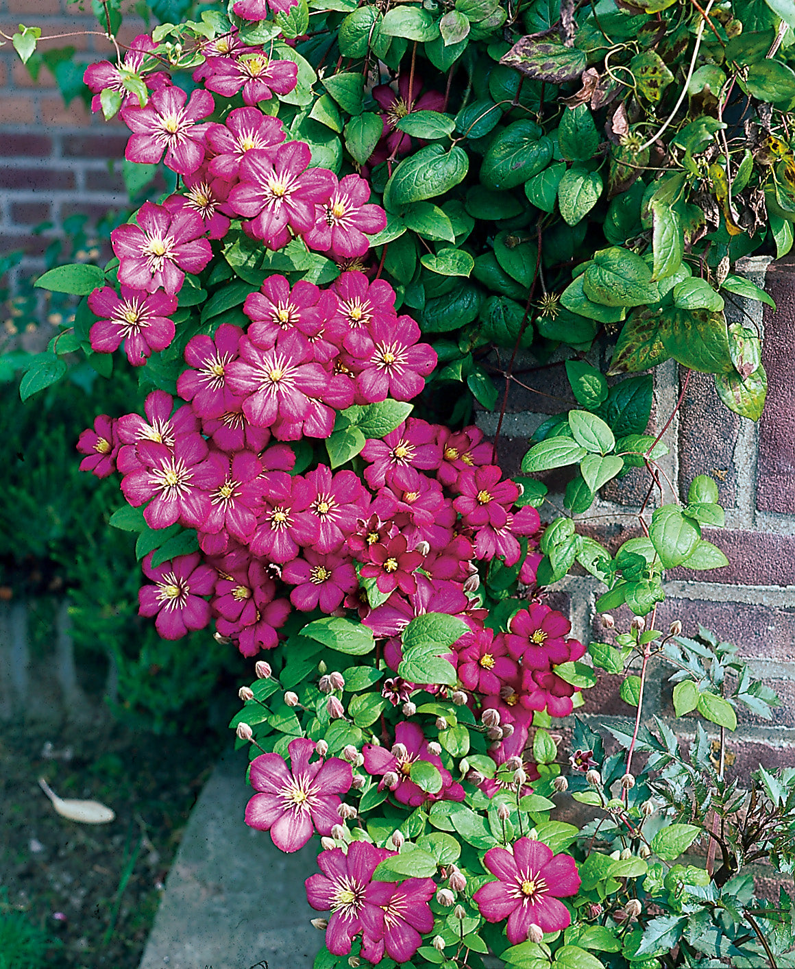 Clematis 'Ville de Lyon', 5-pack