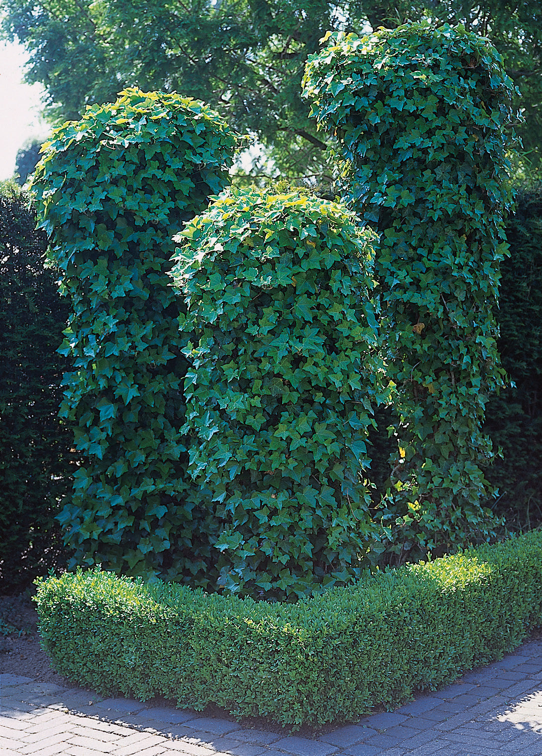 Hedera helix, 3-pack