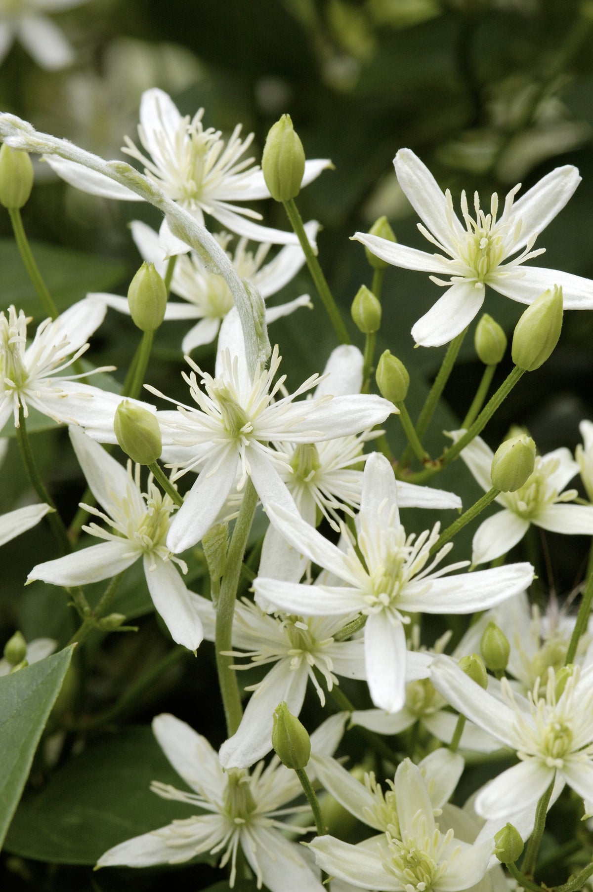 Clematis terniflora, 5-pack