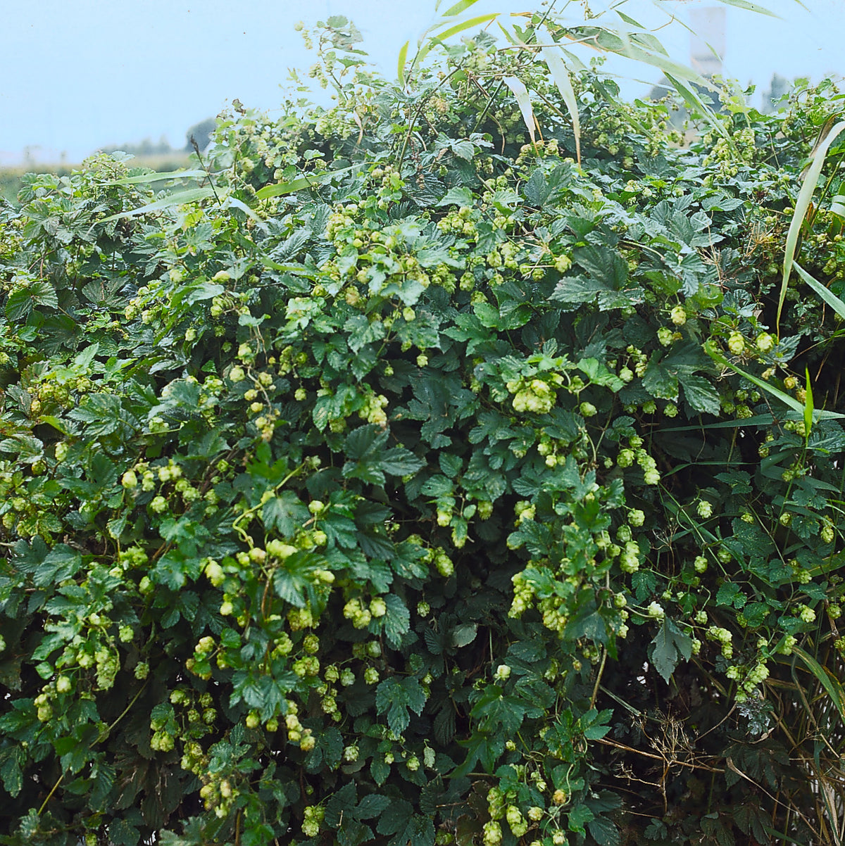Humulus lupulus 'Nordbrau' , 5-pack