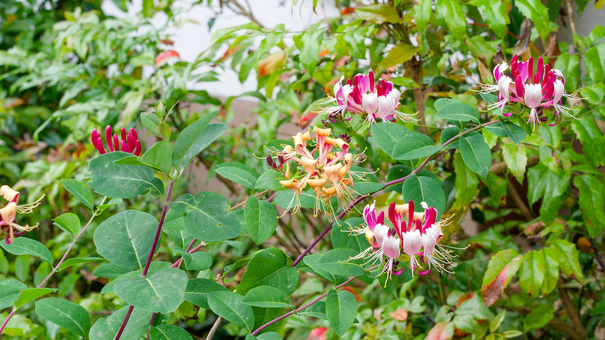 Blomsterkaprifol 'Goldflame' co 5-pack