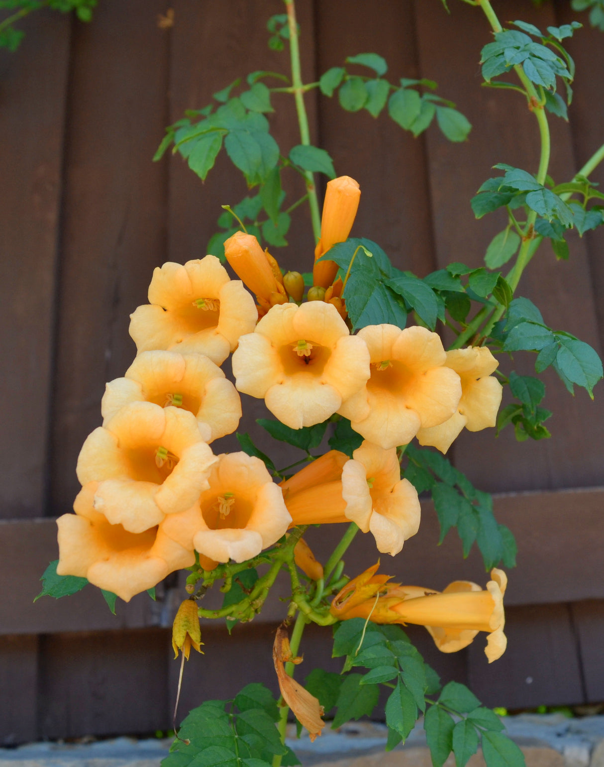 Gul trumpetranka 'Flava' co 3-pack