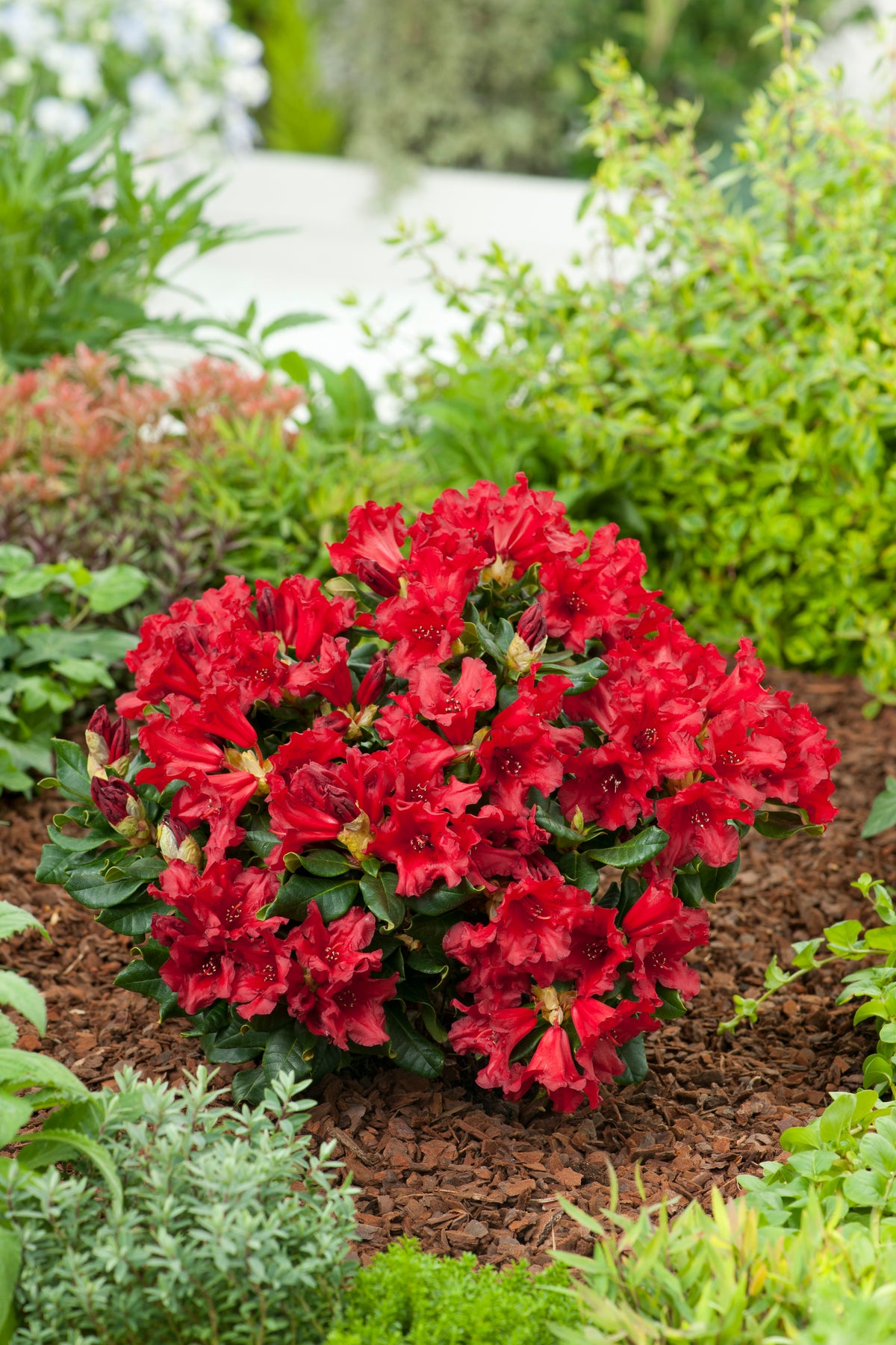 Rhododendron 'Baden-Baden', 15-20 cm, 10-pack