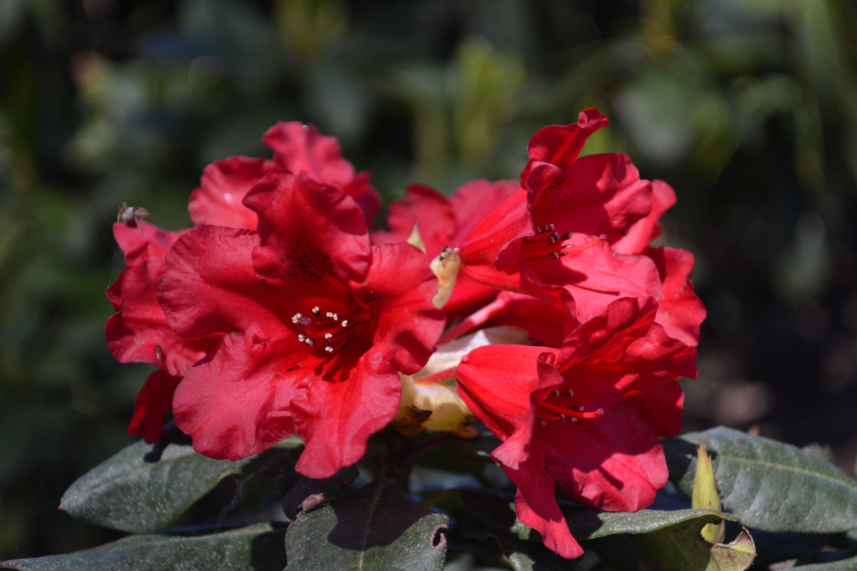Rhododendron 'Baden-Baden', 15-20 cm, 10-pack