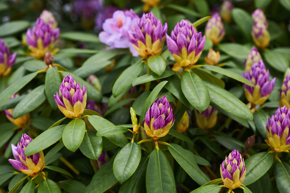Rhododendron 'Catawbiense Grandiflorum', 30-40 cm, 10-pack