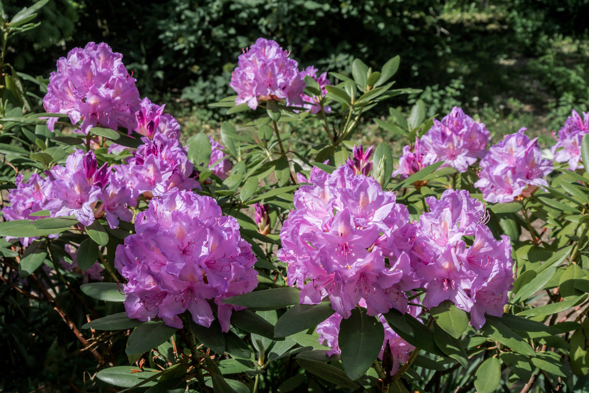 Rhododendron 'Catawbiense Grandiflorum', 30-40 cm, 3-pack