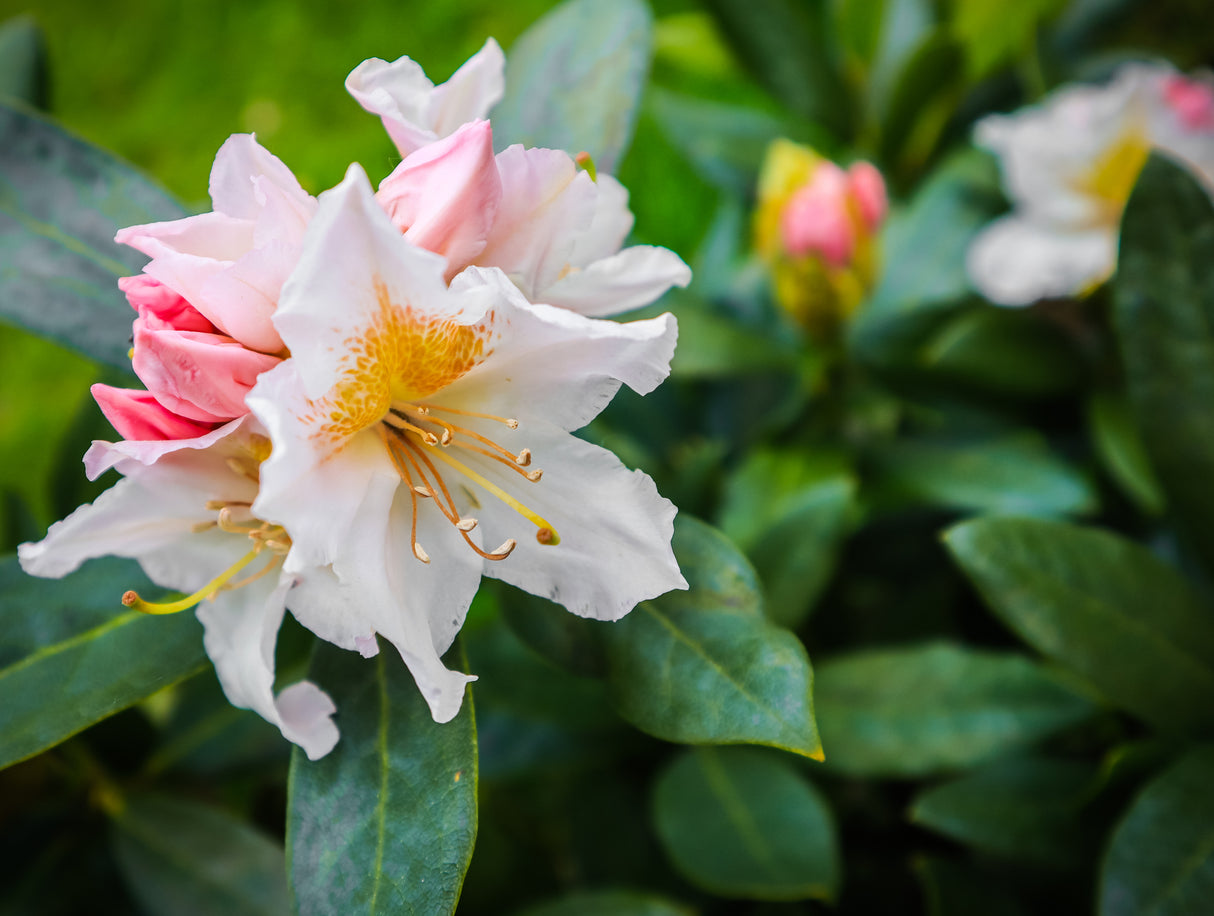 Rhododendron 'Cunningham's White' co 30-40cm 3-pack