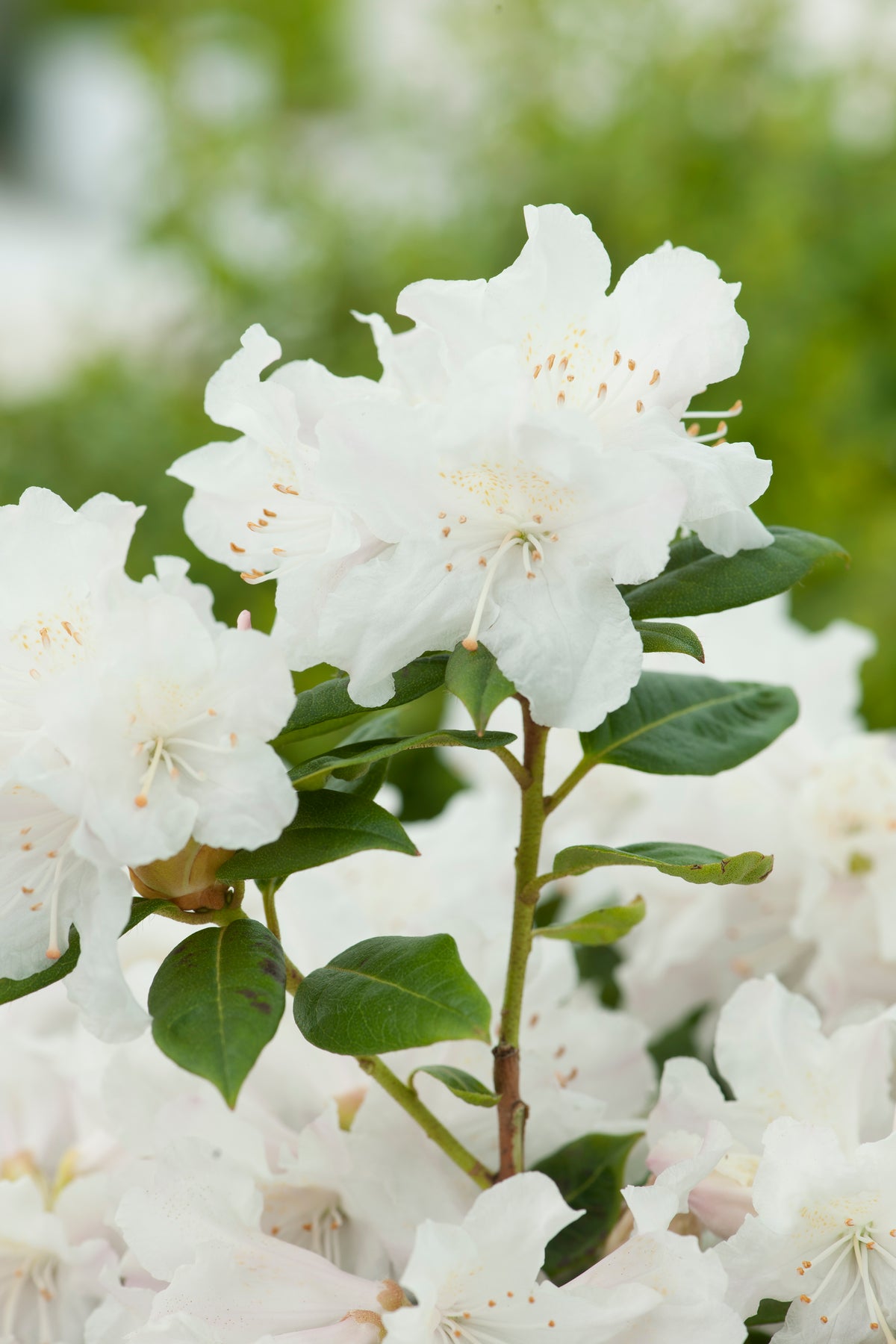 Rhododendron 'Dora Amateis', 25-30 cm, 10-pack