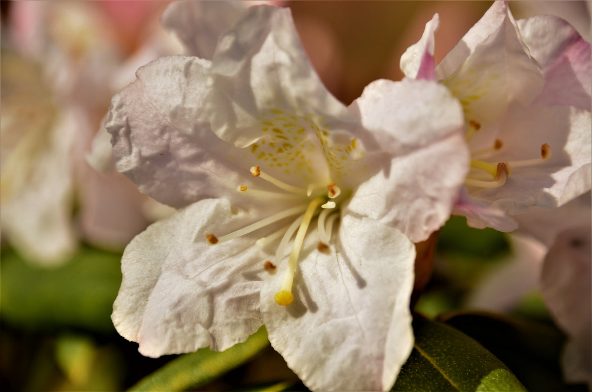 Rhododendron 'Dora Amateis', 25-30 cm, 10-pack