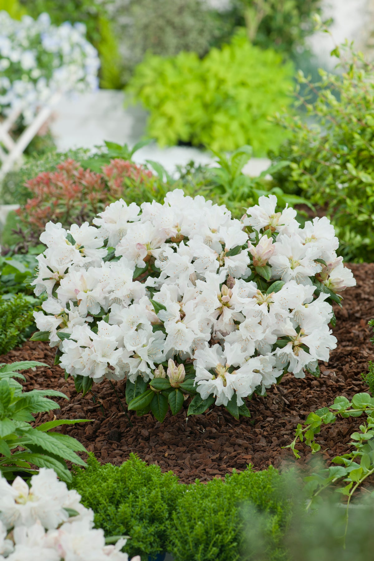 Rhododendron 'Dora Amateis', 25-30 cm, 10-pack