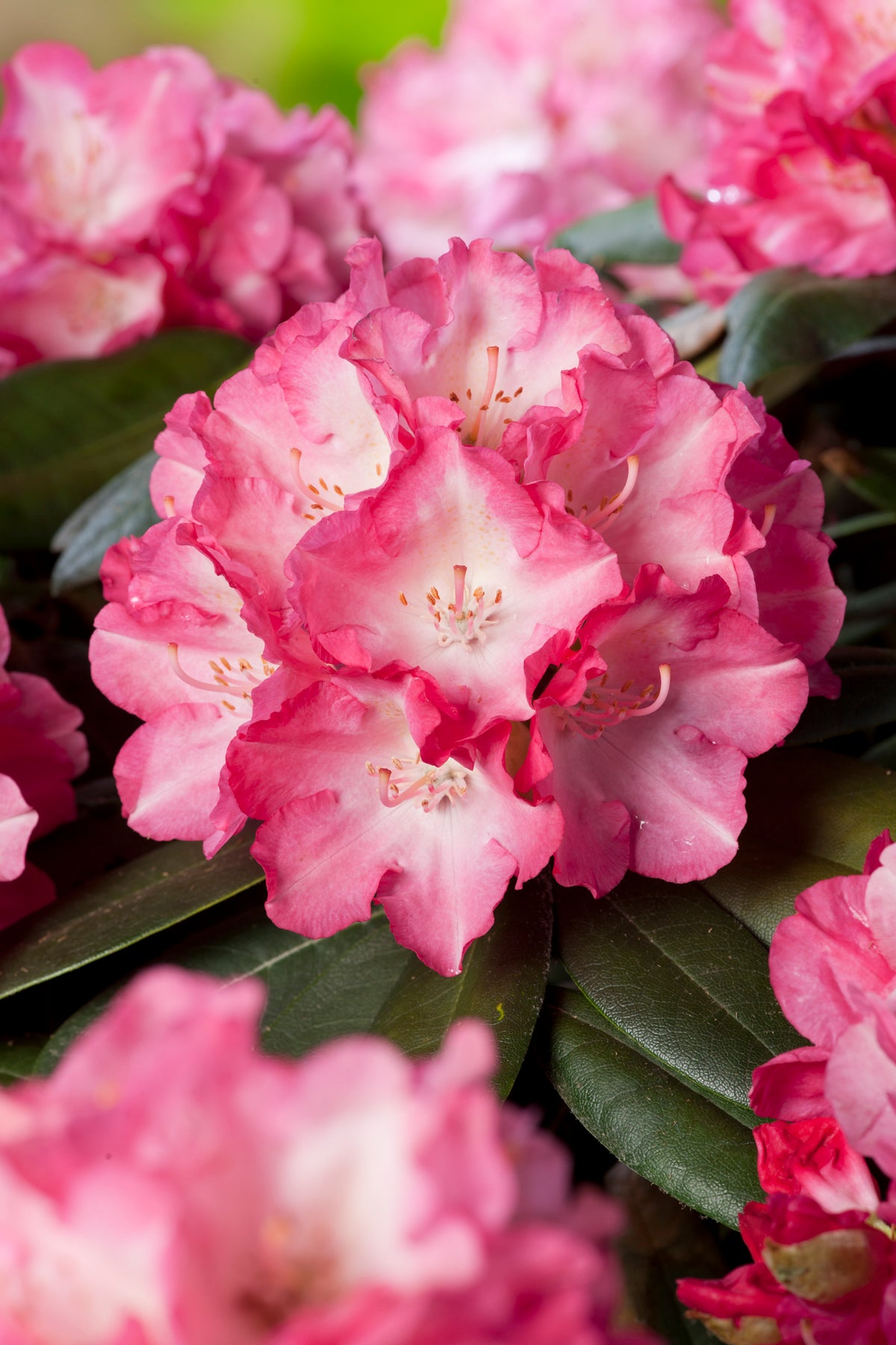 Rhododendron 'Fantastica', 20-25 cm, 5-pack