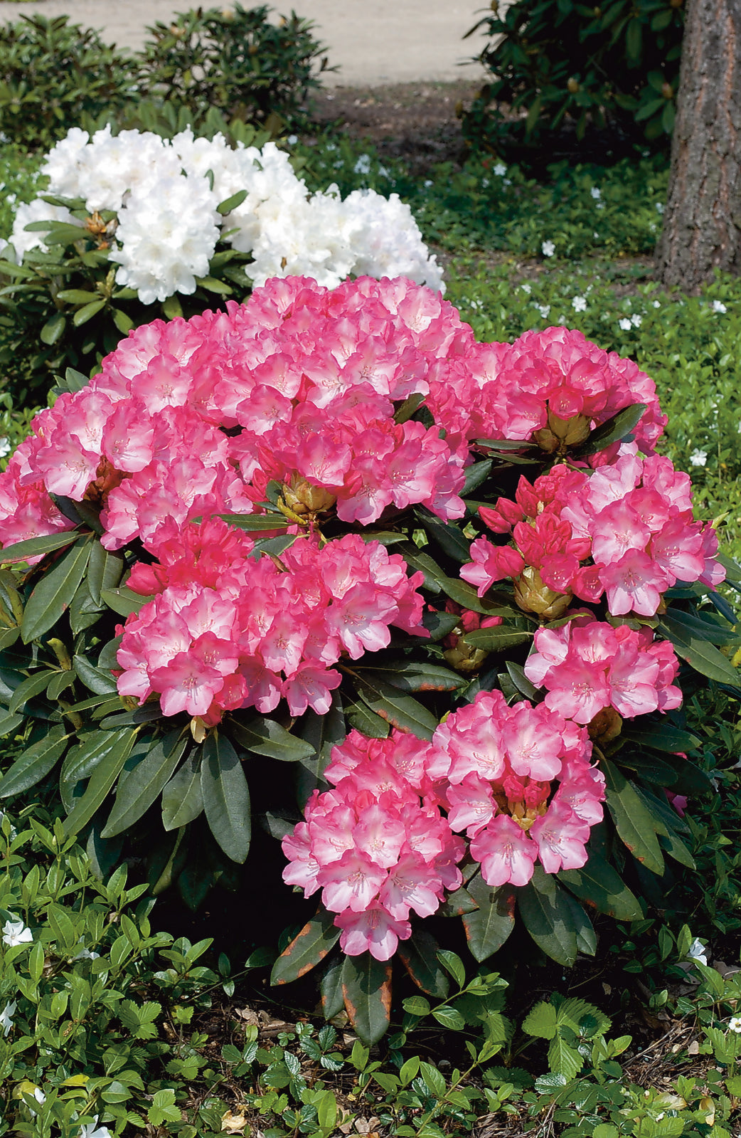 Rhododendron 'Fantastica', 20-25 cm, 10-pack