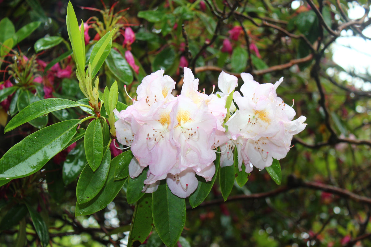 Rhododendron 'Gomer Waterer', 30-40 cm, 3-pack