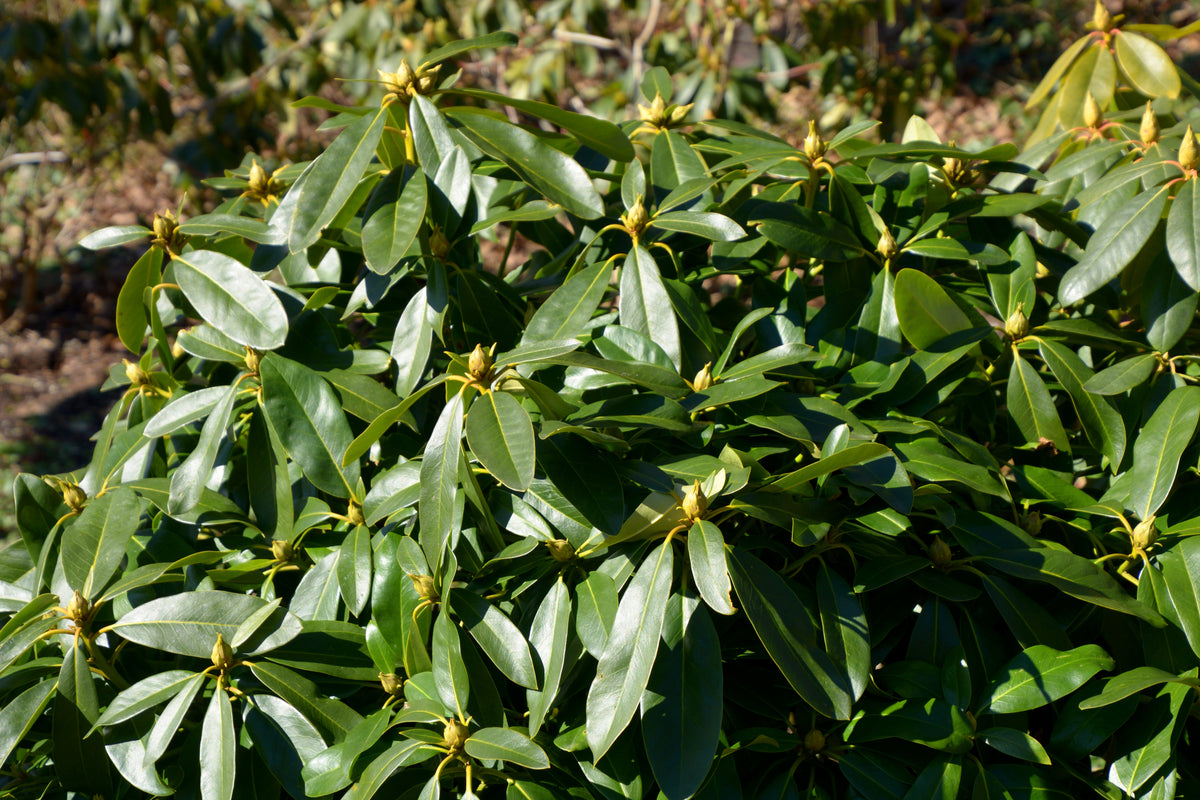Rhododendron 'Gomer Waterer', 30-40 cm, 3-pack