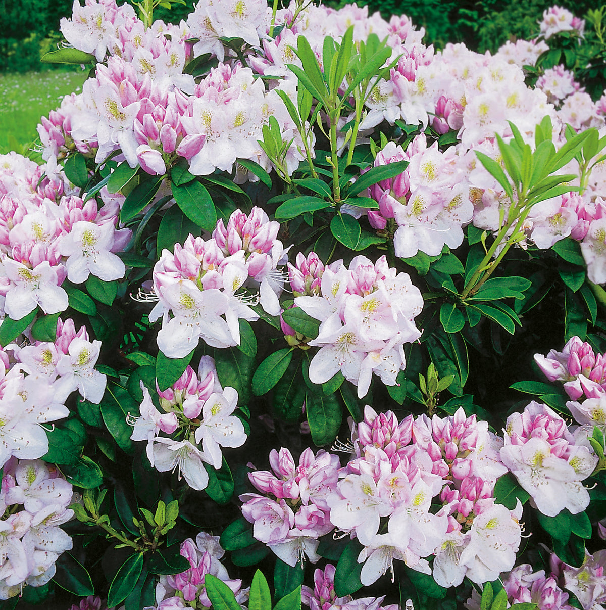 Rhododendron 'Gomer Waterer', 30-40 cm, 3-pack