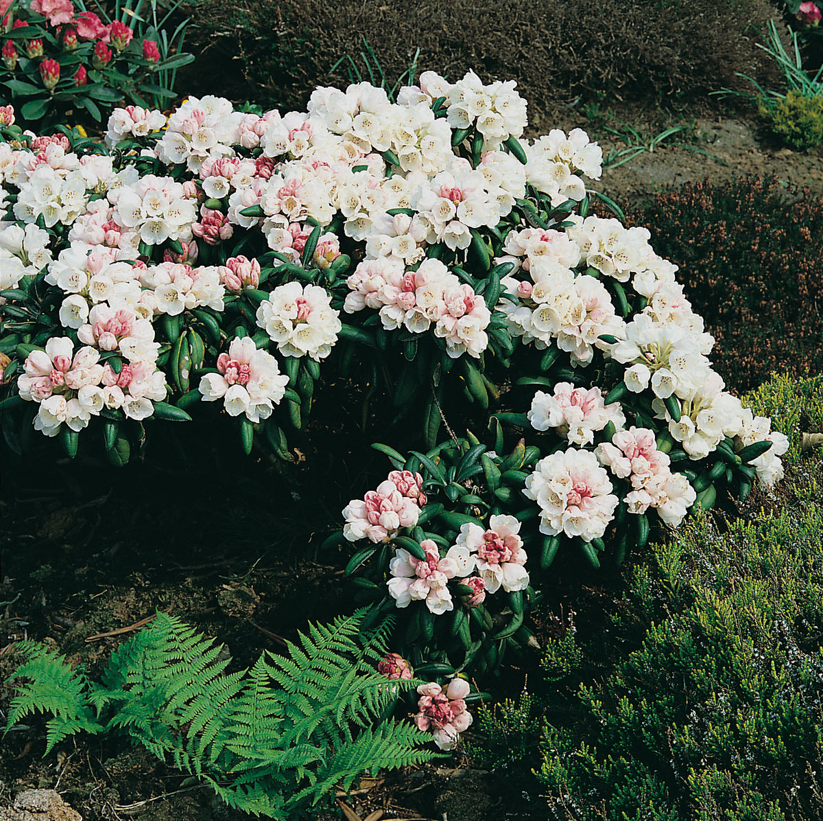 Rhododendron 'Koichiro Wada', 25-30 cm, 5-pack