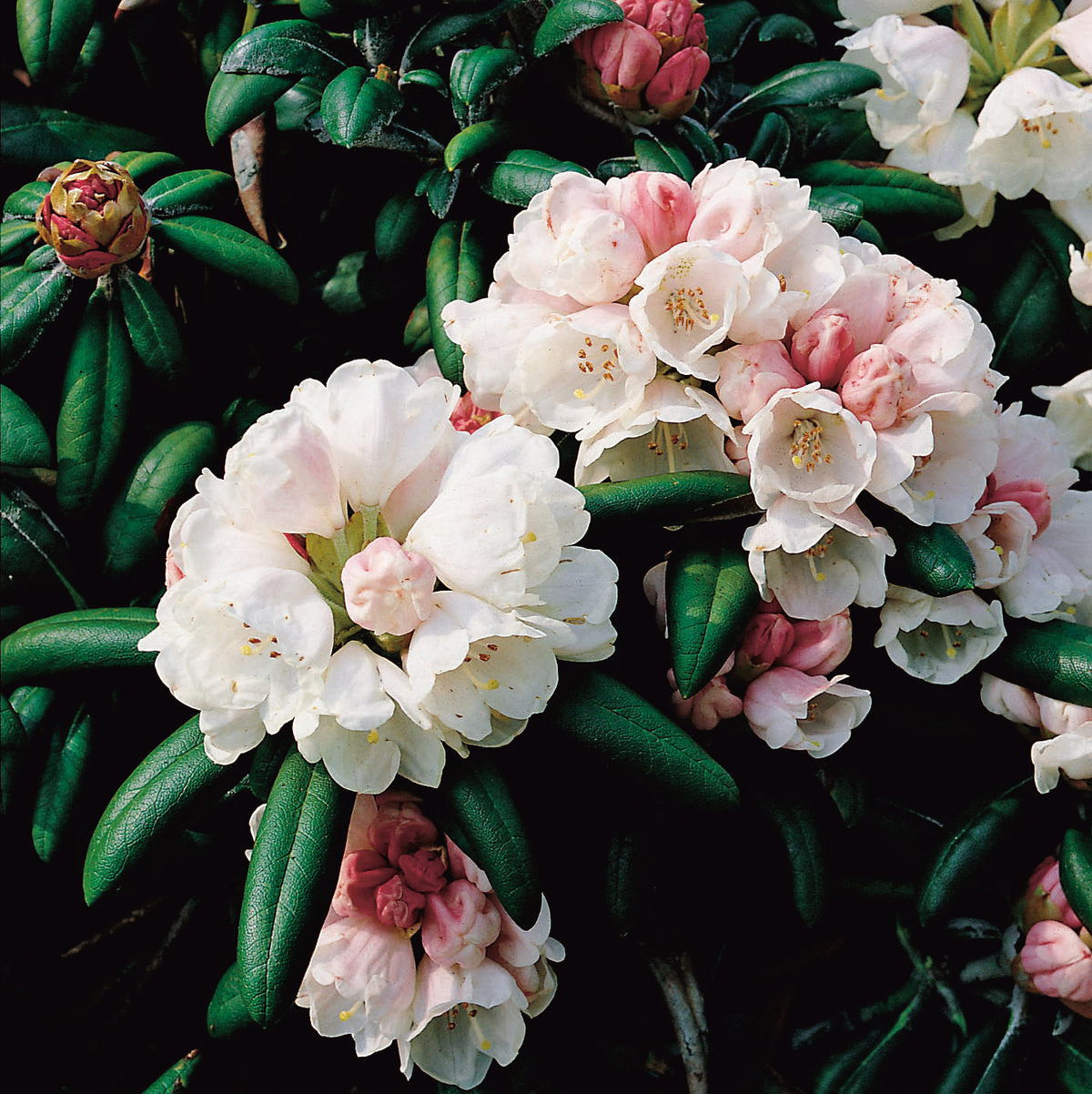 Rhododendron 'Koichiro Wada', 25-30 cm, 5-pack